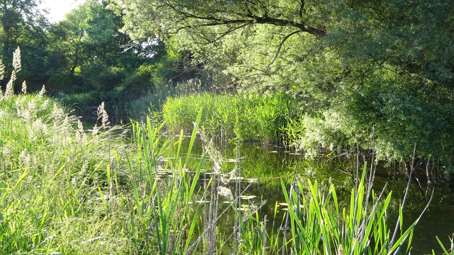 Ferienanlage Waschbär Country - Header 2
